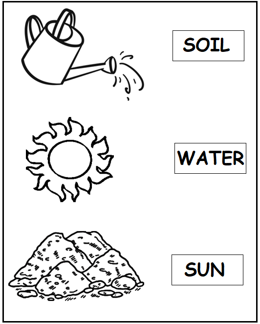 Free Kindergarten Worksheets - Plants 02 