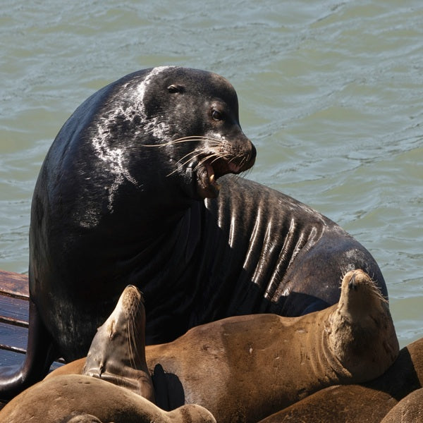 California sea lion sliding puzzle with image tiles arranged in a grid.
