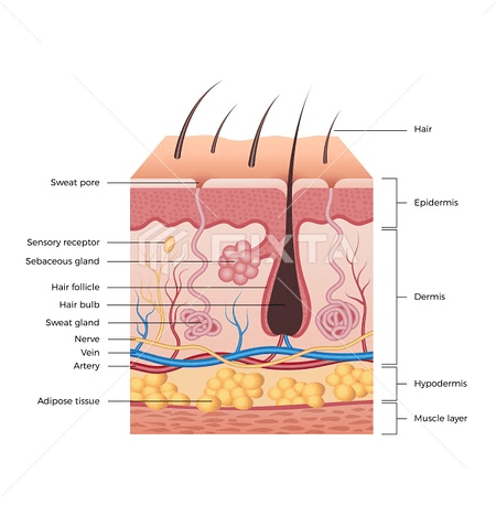 CBSE Class 4 Science - Human body, food and digestion - Worksheet #3 ...