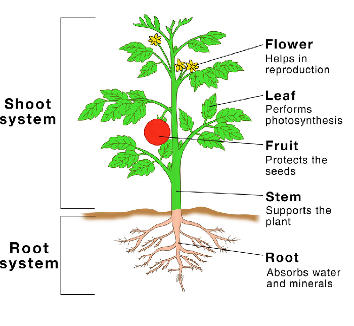 CBSE Class 5 Science - Plants - Worksheet #1 | Olympiad tester