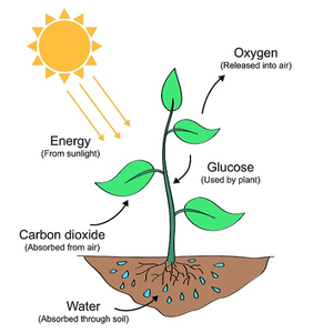CBSE Class 5 Science - Plants - Worksheet #3