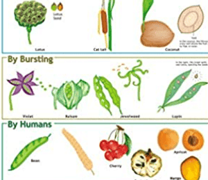 CBSE Class 5 Science HOTS worksheets - Plants 09
