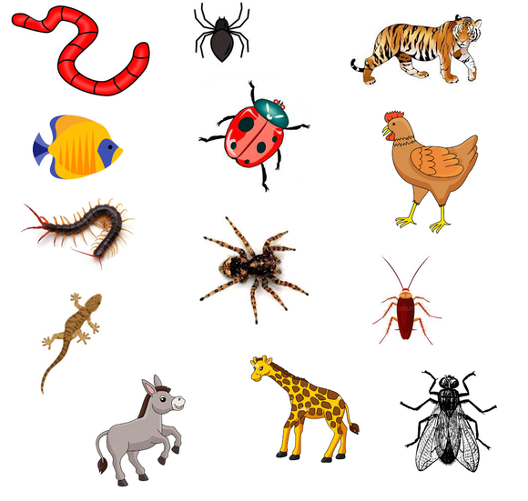 Download free kindergarten and preschool worksheets for free. This science worksheet for kindergrten and preschool focuses on animals.