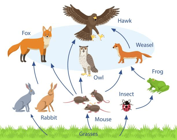 Science crossword puzzle #4 on Animals | Olympiad tester