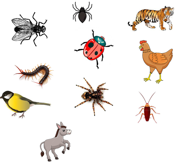 Download free kindergarten and preschool worksheet on animals. These printable science worksheets for kindergarten and preschool are for LKG, UKG and montessori students