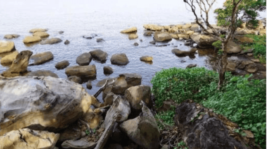 Online Science Olympiad test for Class 1 on Air and Water