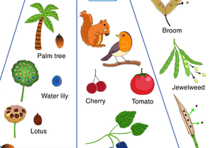Science crossword puzzle - Plants - Seed dispersal