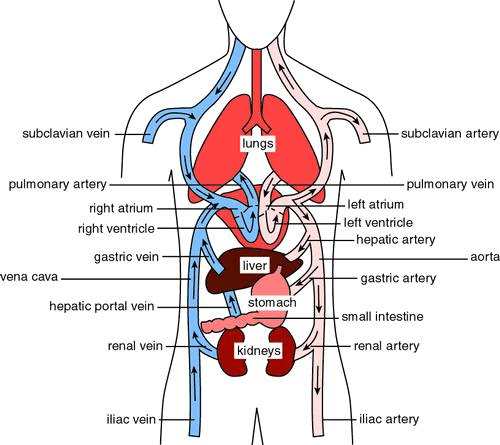 CBSE CLASS 5 SCIENCE - HUMAN BODY & HEALTH - WORKSHEET #5