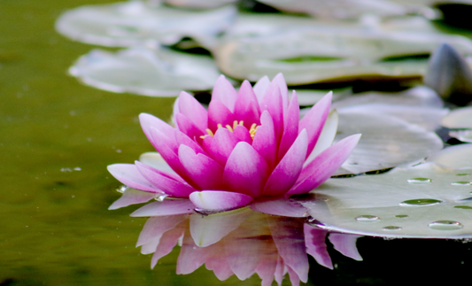 CBSE Class 3 Science online practice test on human body and needs