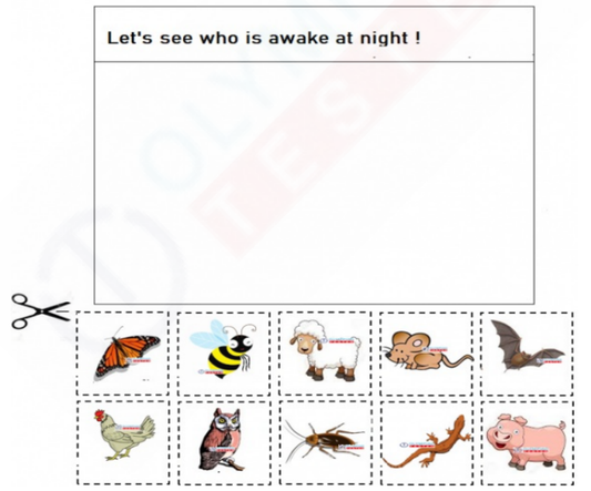 Nocturnal Animals - Cut and Paste Worksheet