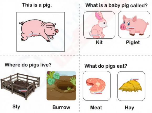 A colorful kindergarten worksheet with three questions about pigs. The first question has a picture of a piglet and a kit, the second question has a picture of a burrow and a sty, and the third question has a picture of meat and hay.