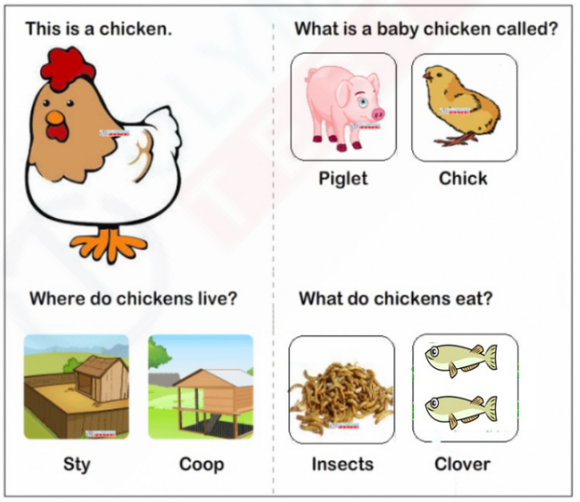 A free kindergarten worksheet featuring three sections on chickens, including images of baby chicks, a chicken coop, and a pile of worms.