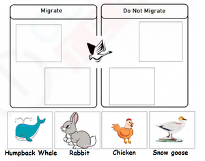 Animal Migration Worksheet