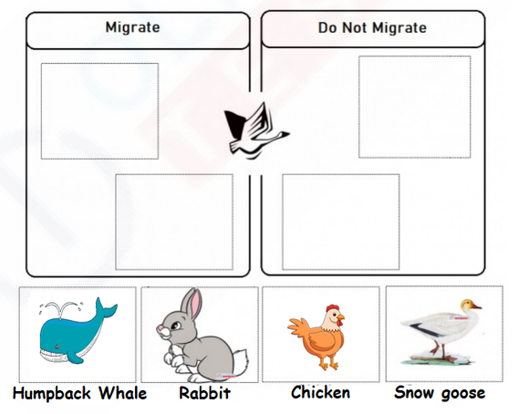 An image of the kindergarten worksheet with pictures of a snowgoose, pronghorn, chicken, and rabbit. The pictures are divided into two categories: migrate and do not migrate.