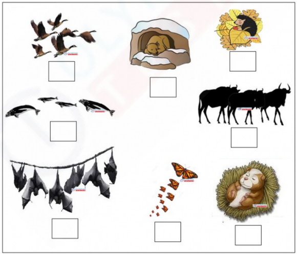 A kindergarten worksheet with pictures of animals labeled with either an H (for hibernation) or M (for migration). The animals include a bear, hedgehog, bat, bird, and fish.