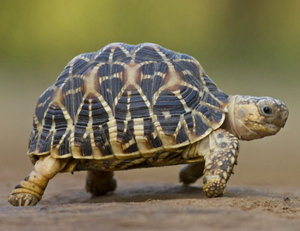 30 Amazing facts about turtles