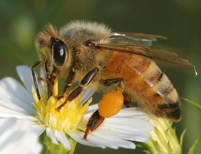 Amazing facts about honeybees