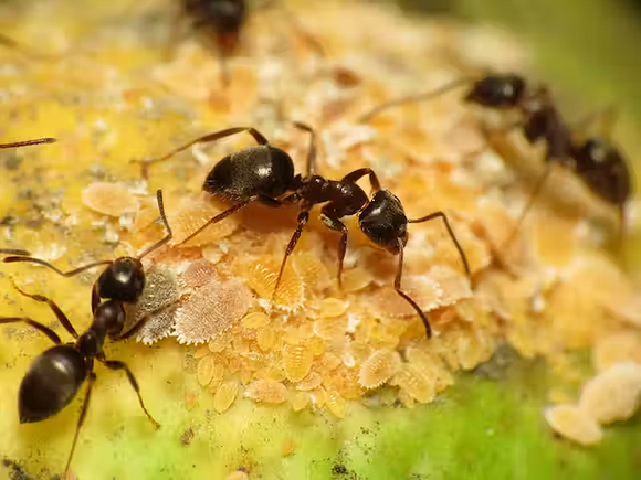 Amazing facts about ants