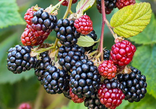 24 Amazing Blackberry facts