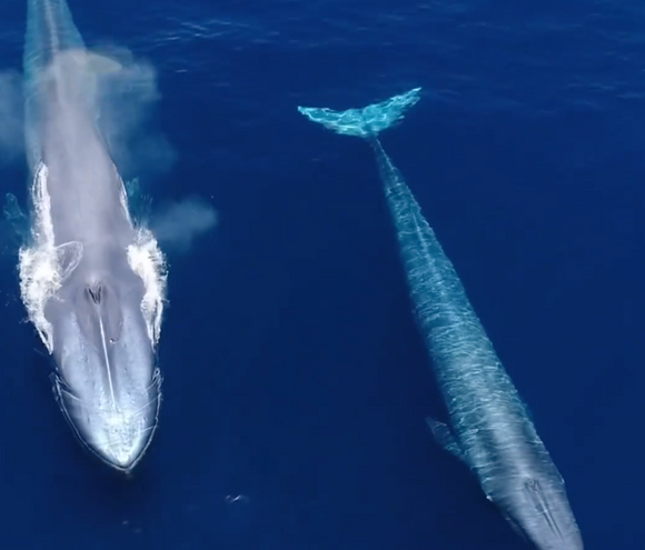 30 Amazing facts about the blue whale