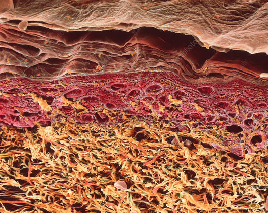 50 Amazing facts about the human skin