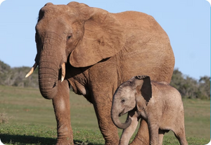 27 Amazing facts about elephants