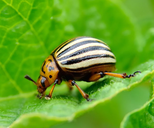 30 Amazing facts about insects