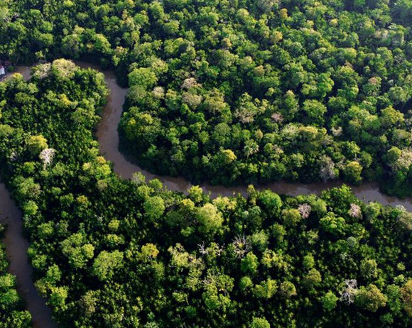 28 Amazing facts about the Amazon rainforest