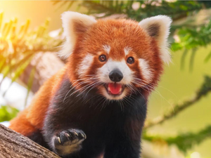 14 Fun facts about Red Pandas