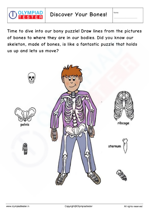Human Body Worksheet  for kindergarten