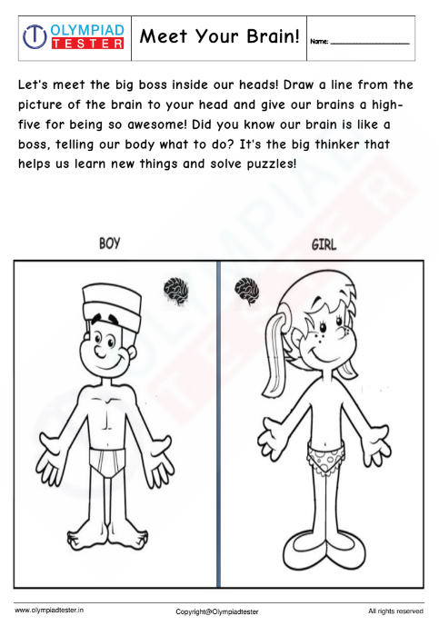 Human Body Worksheet - kindergarten worksheet