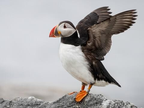 Fascinating facts about Puffins