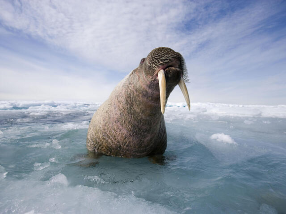 26 Interesting facts about Walruses