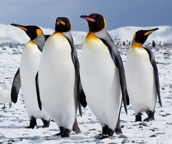 28 Captivating facts about penguins