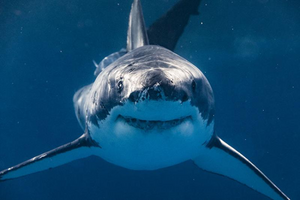 27 Lesser known facts about sharks
