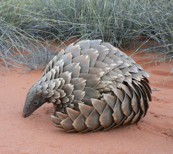 24 Captivating facts about Pangolins