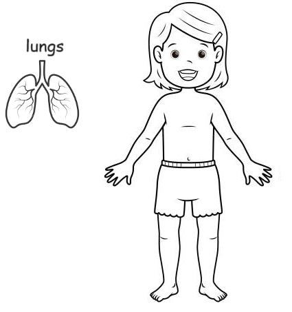Human Body Worksheet for kindergarten