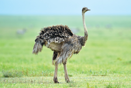 23 Amazing facts about Ostriches
