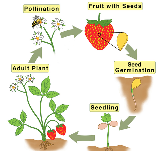 CBSE Class 5 Science - Plants - Worksheet #2 - Olympiad tester