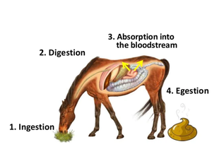 Class 7 Science - Animal nutrition - Worksheet #5