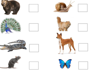 Free Printable Science Worksheets for Preschool - Animals 24
