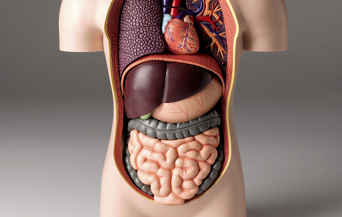 50 Amazing facts about the human body