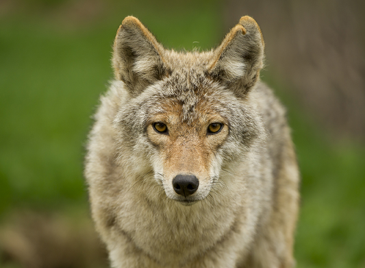 Amazing facts about animals