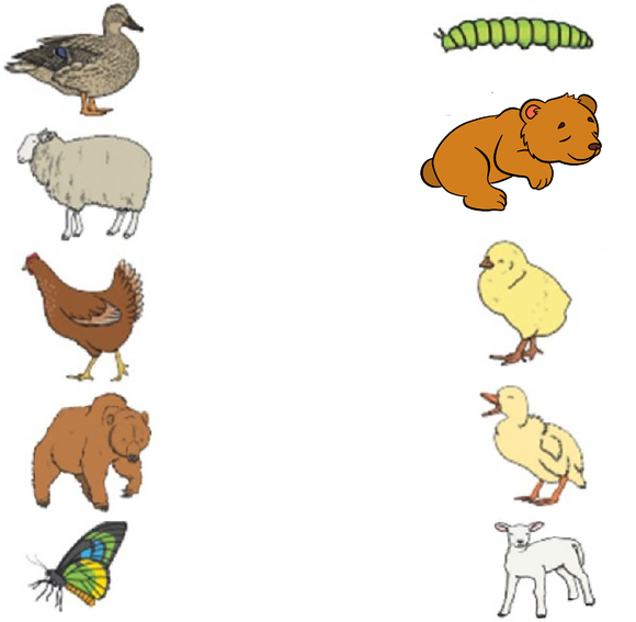 Download Free kindergarten worksheets on animals . This kindergarten worksheet is a matching worksheet for animals and their young.