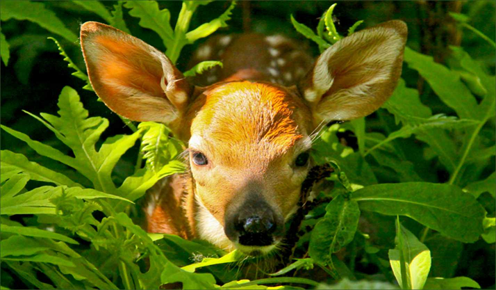 Class 5 G.K Questions - Plants and Animals
