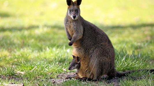 Hangman puzzle for kids - 10 Marsupials
