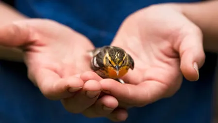 Class 7 English Comprehension passage - Abigail and the injured bird