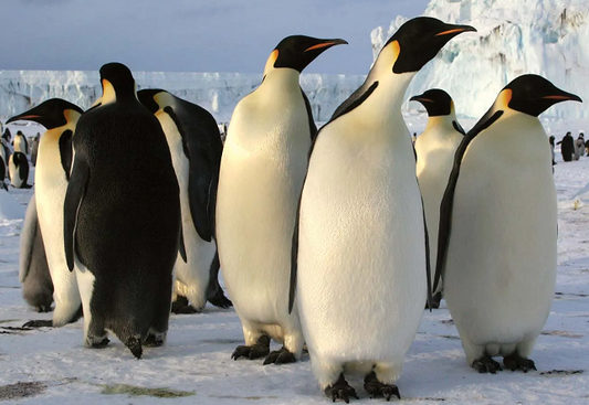 Hangman games - Flightless birds