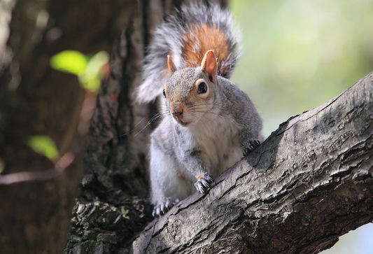 Online hangman games - Animals - Mammals