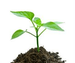 Download CBSE Class 4 Science - Plants - Worksheet #3